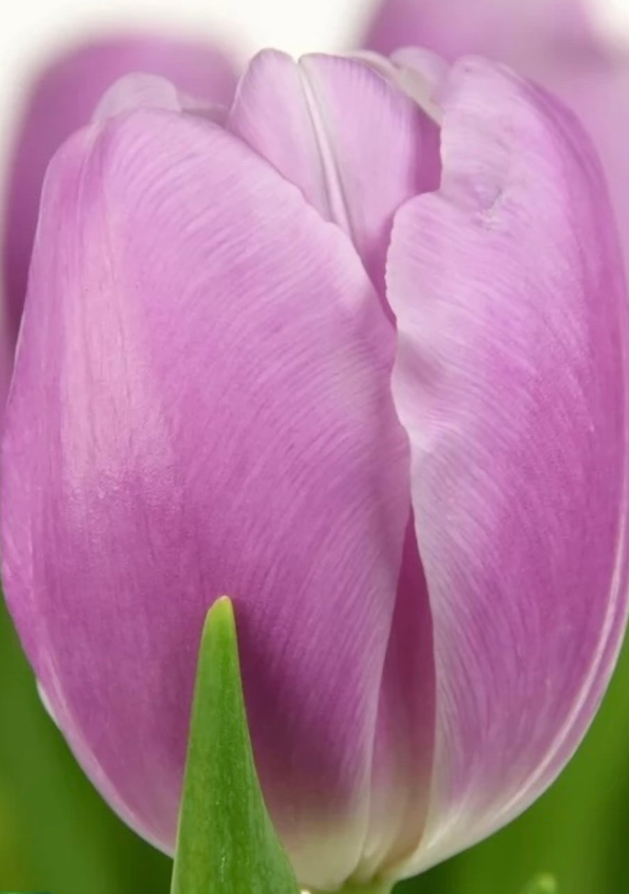Тюльпан сорт Argos Сиреневый