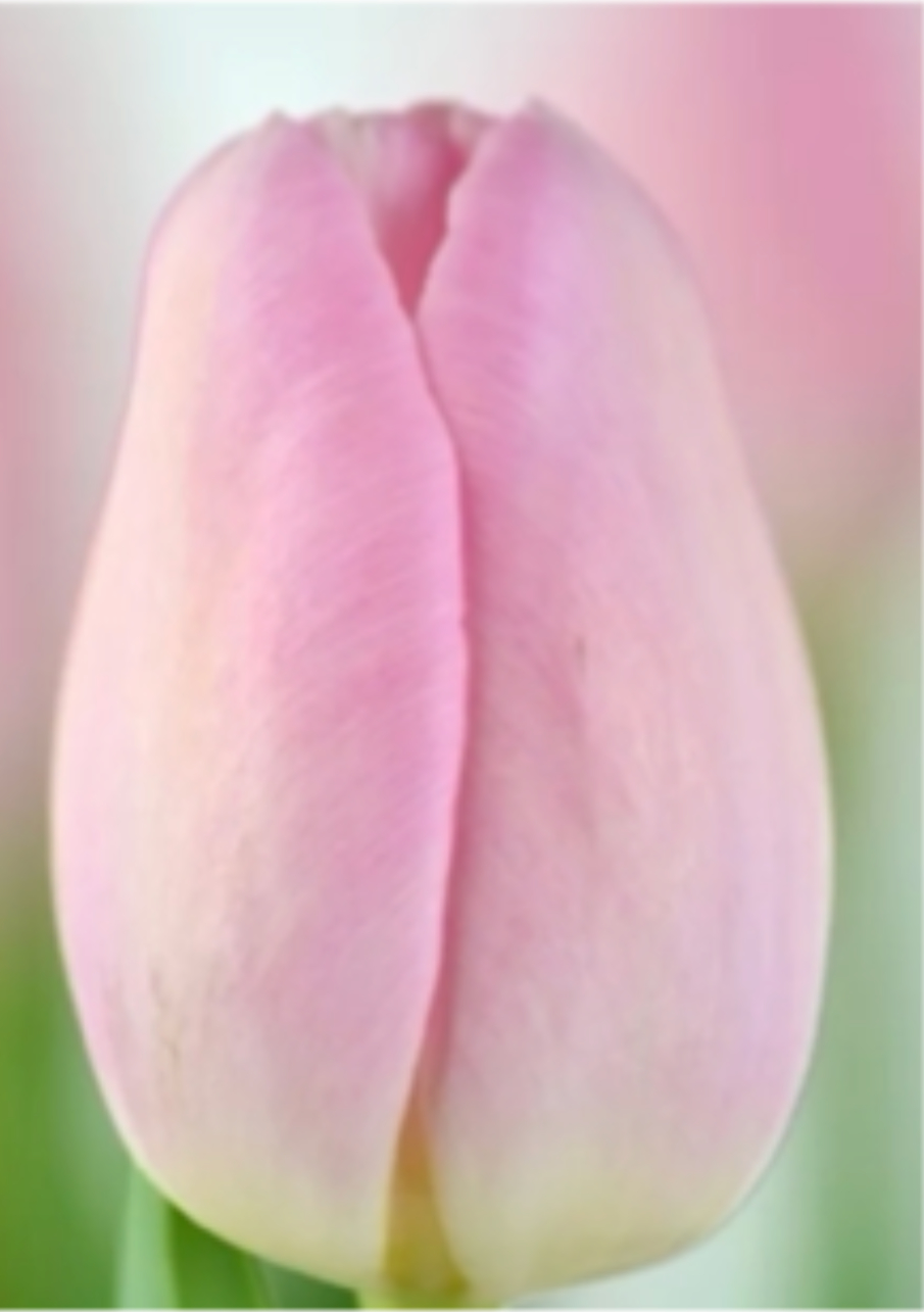 Тюльпан сорт Barcelona Pink Розовый