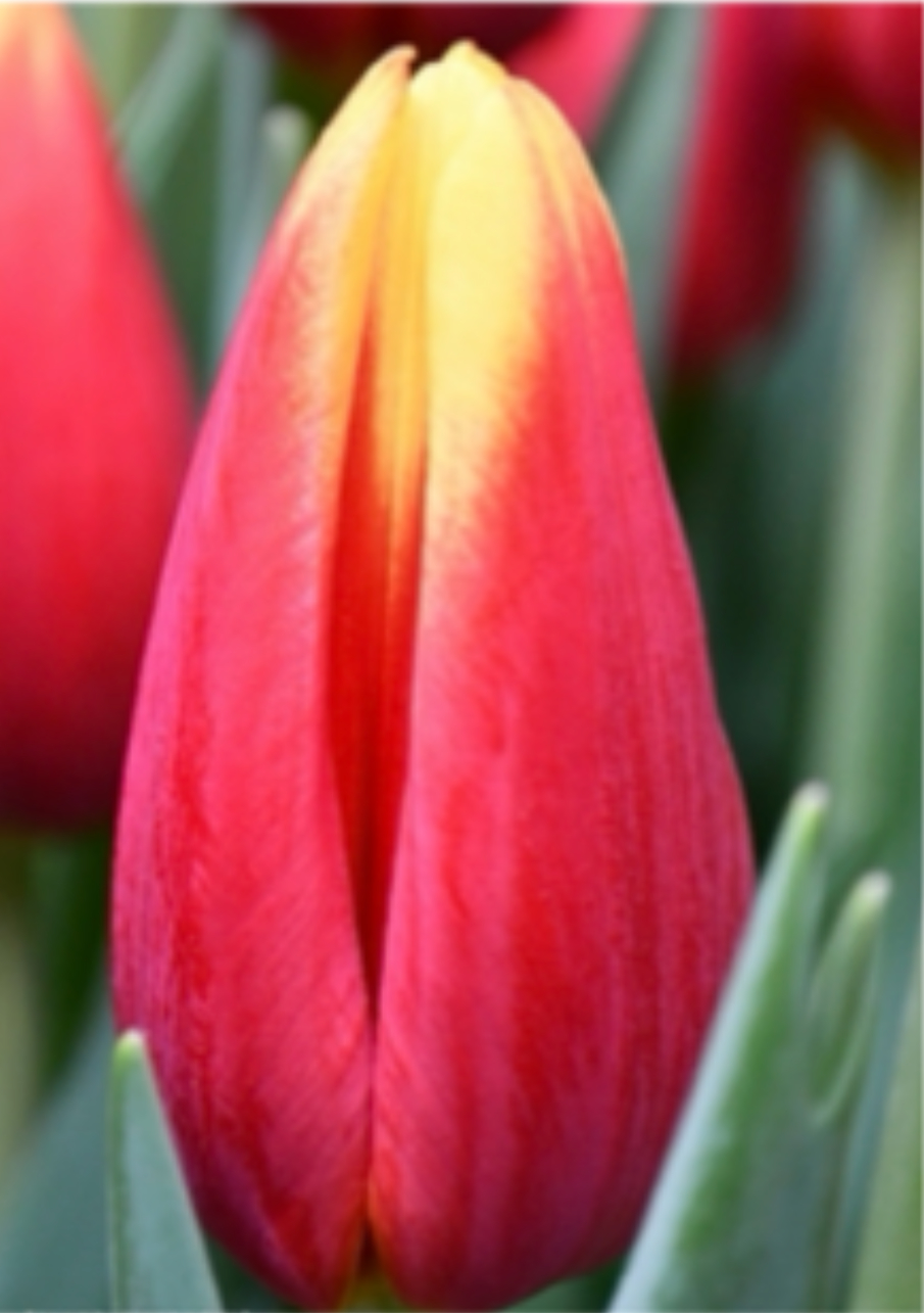 Тюльпан сорт Hennie de Most Красно-желтый