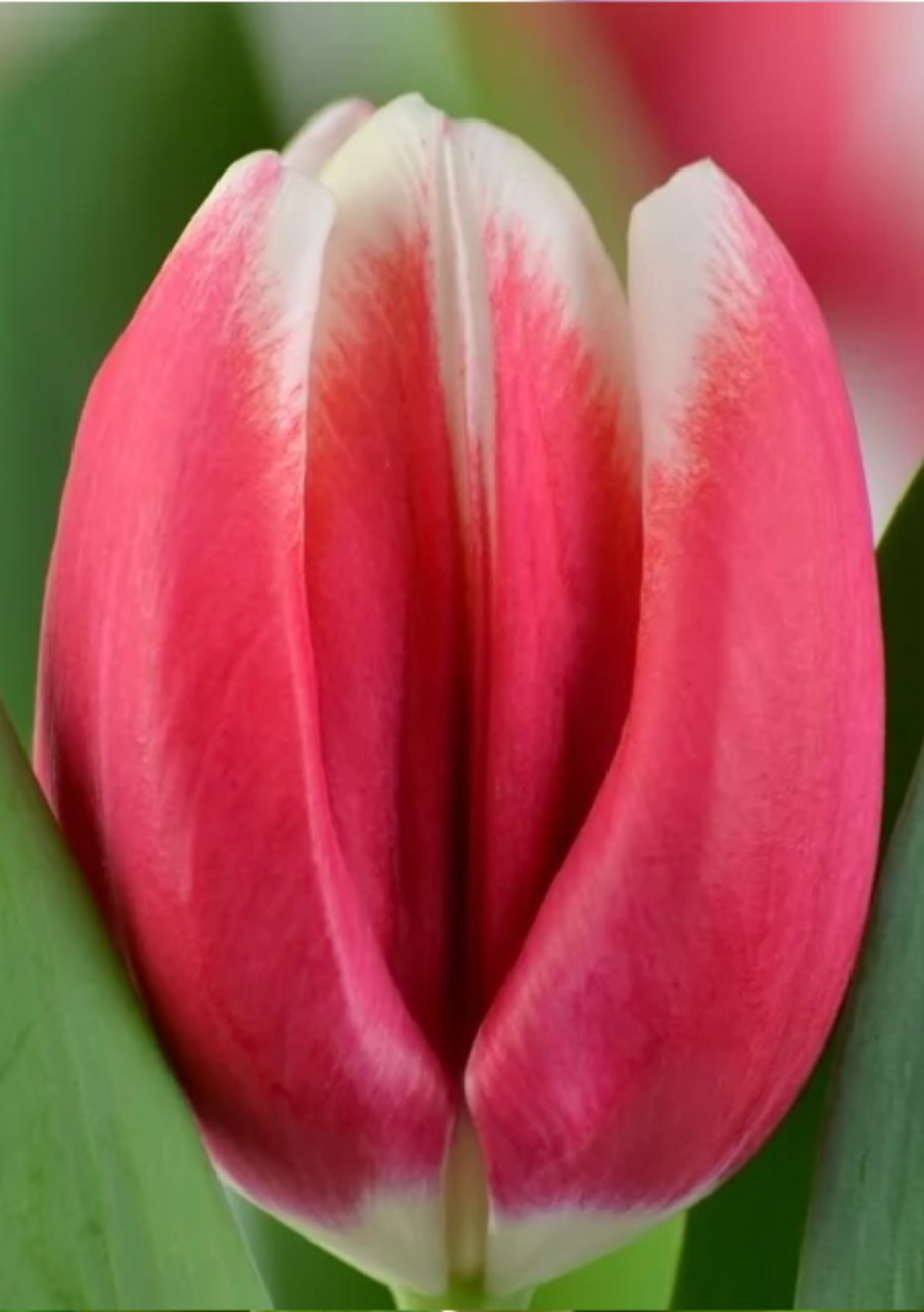 Тюльпан сорт Lech Wallesa Малиново-белый