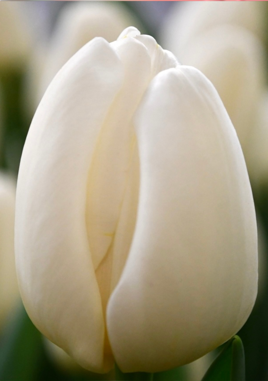 Тюльпан сорт Snowboard Белый