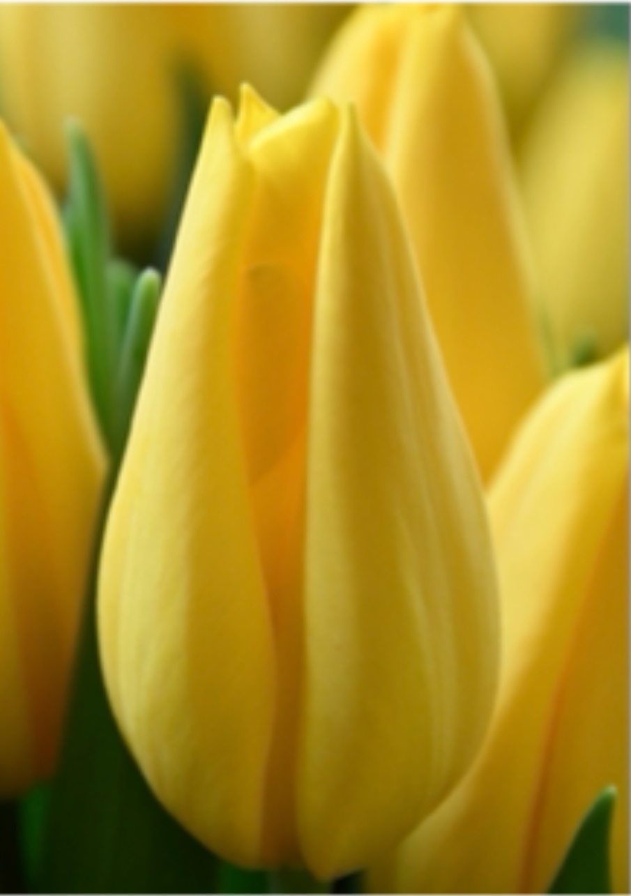 Тюльпан сорт Strong Gold Желтый