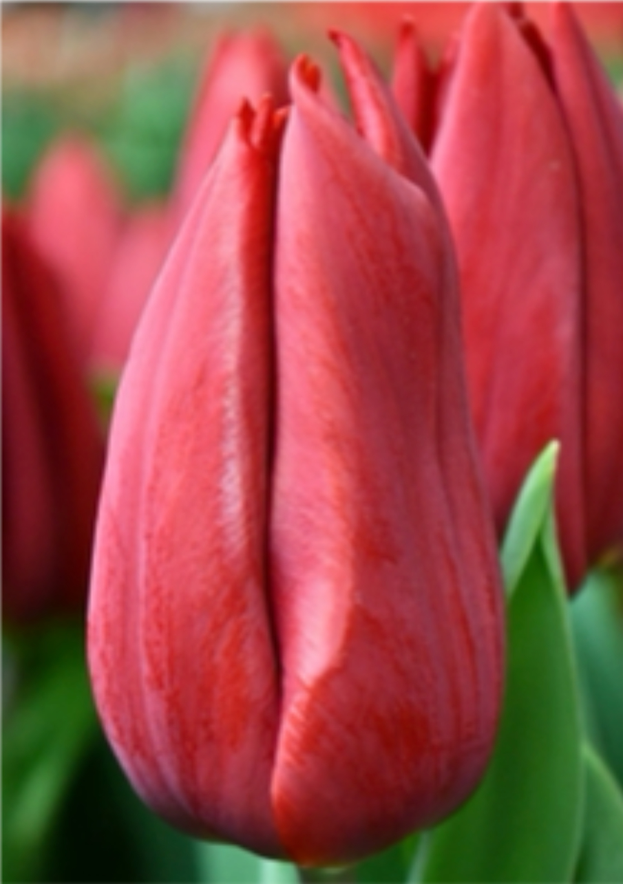 Тюльпан сорт Strong Love Красный