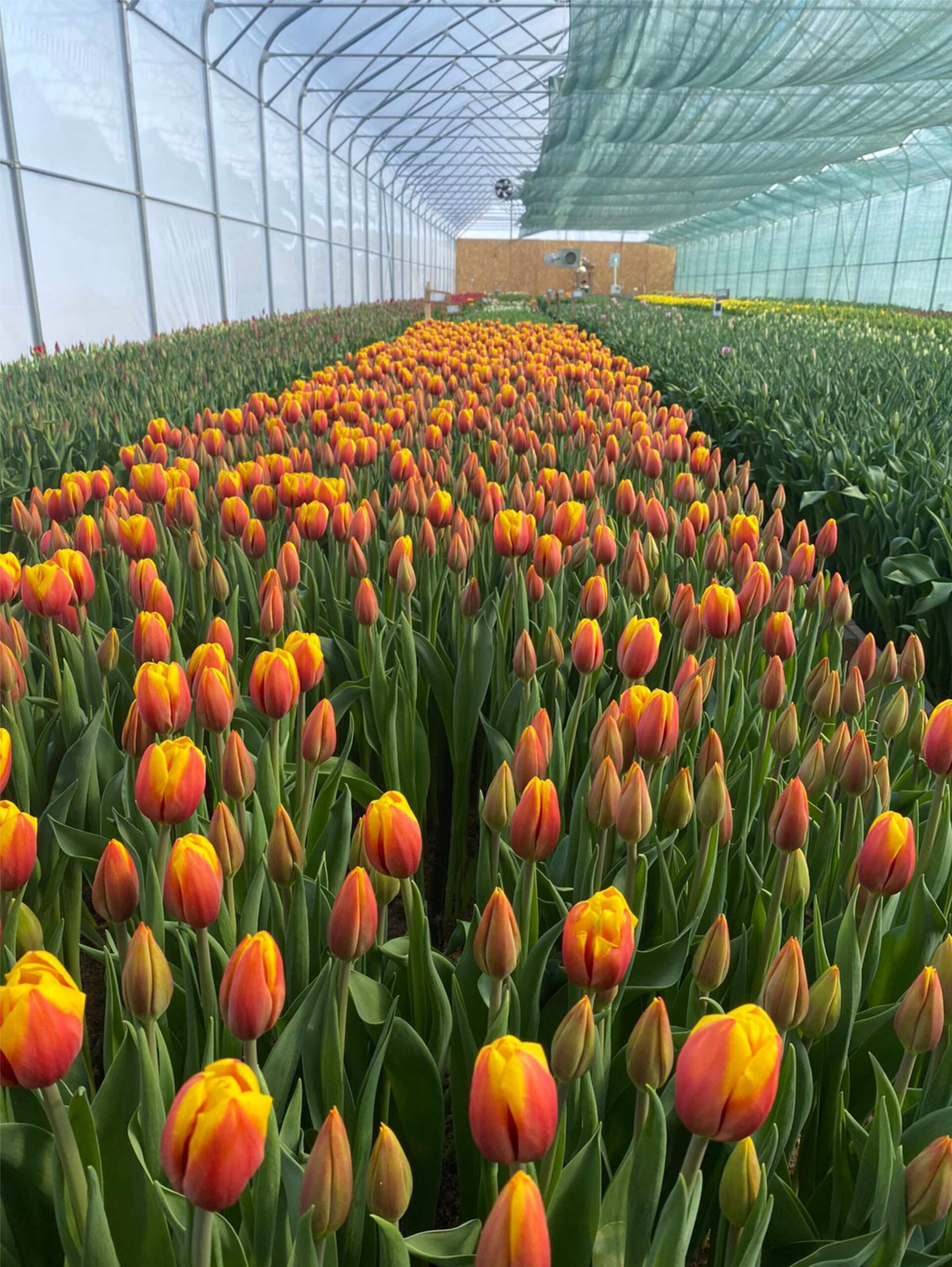 Свежий срез тюльпанов