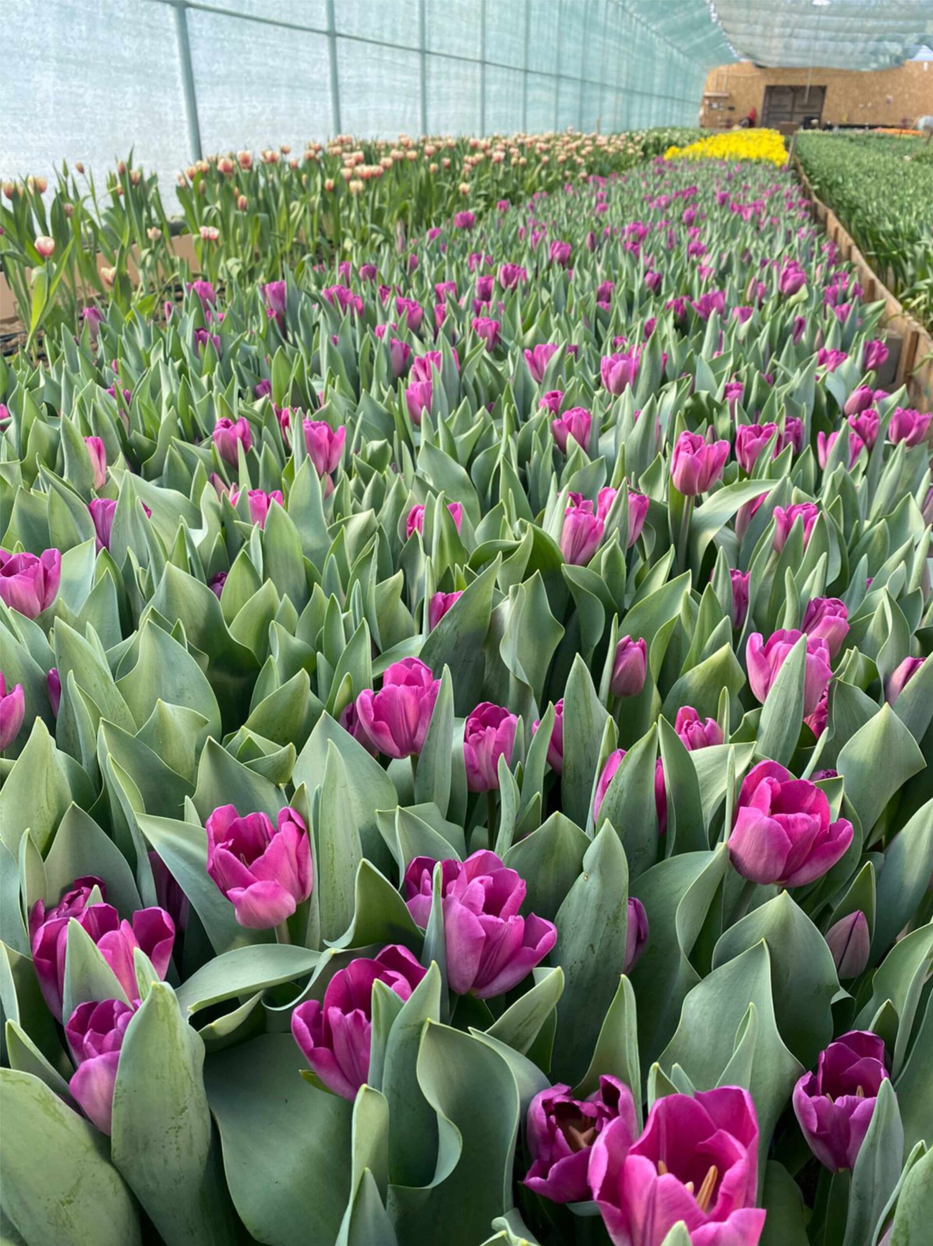 Тюльпаны оптом в Алматы